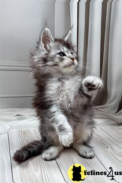 Maine Coon