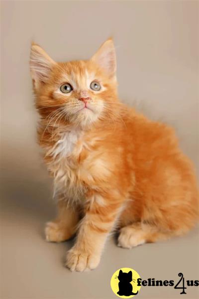 a maine coon kitten sitting on a table