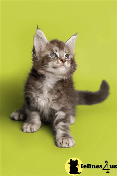 Maine Coon