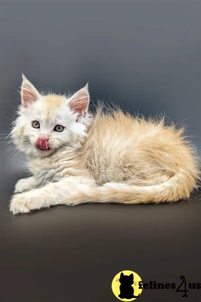 a maine coon kitten sitting on a table