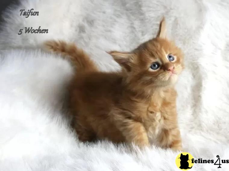 a maine coon kitten sitting on a chair