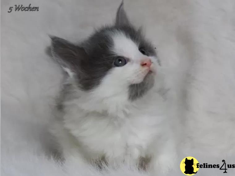 a maine coon cat sitting looking at the camera
