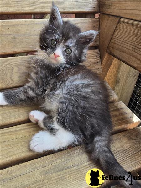 a maine coon kitten sitting on a table