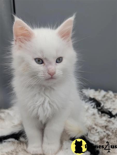 a maine coon kitten sitting on a table