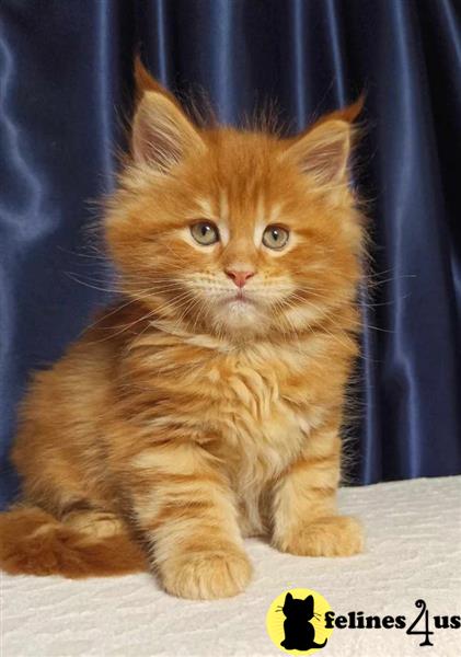a maine coon kitten sitting on a table