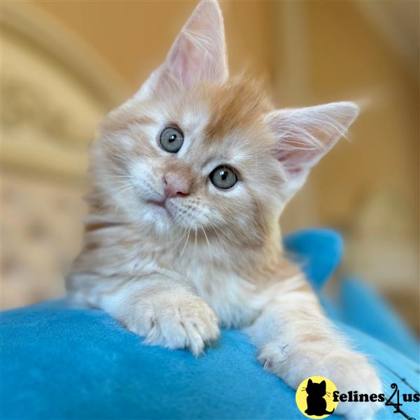 a maine coon kitten sitting on a chair