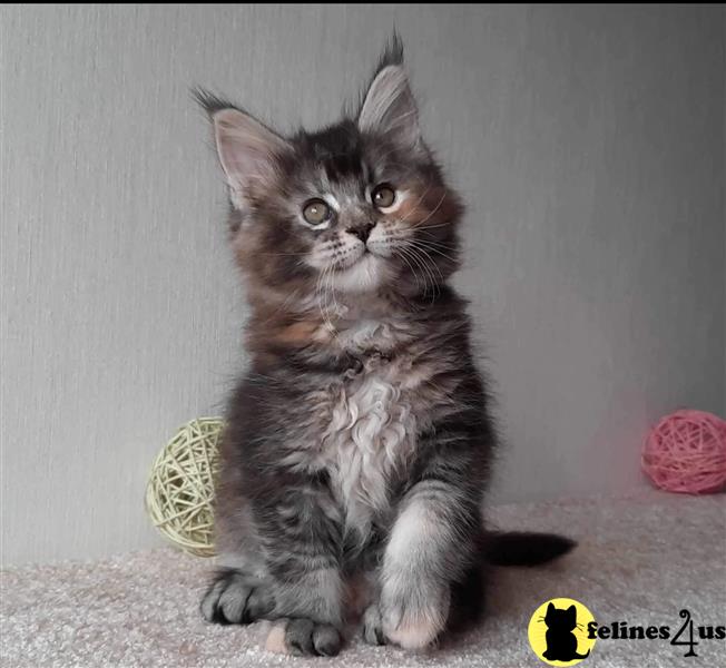 a maine coon kitten sitting on a table