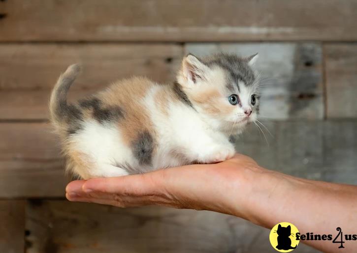 a white munchkin cat with a yellow tag