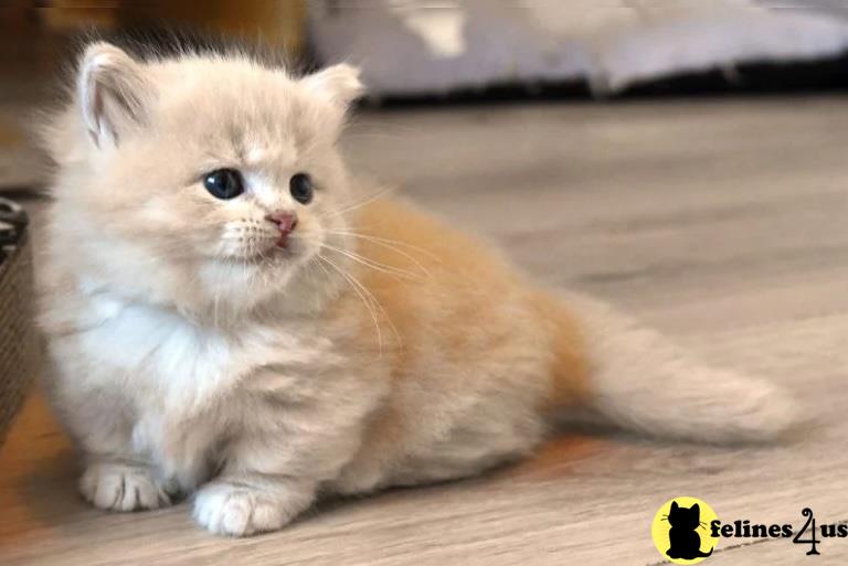 a munchkin kitten with a basket