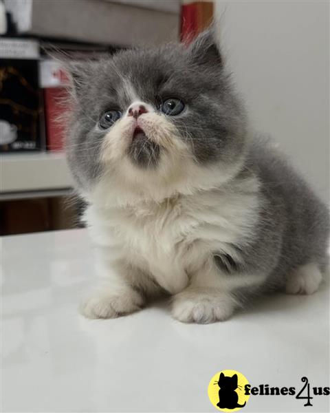 a munchkin cat with a flower on its head