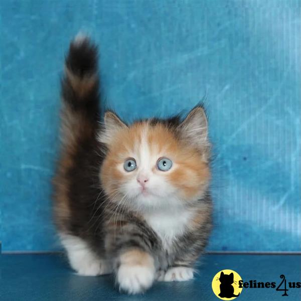 a munchkin cat sitting on a ledge