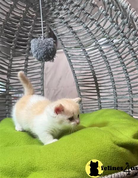 a munchkin cat lying on a table