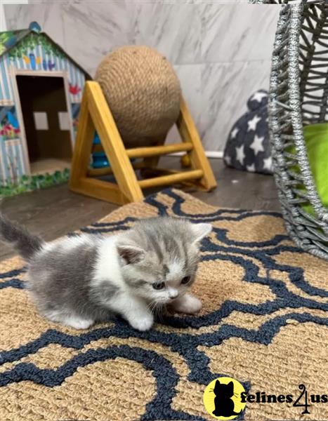 a group of munchkin munchkin kittens
