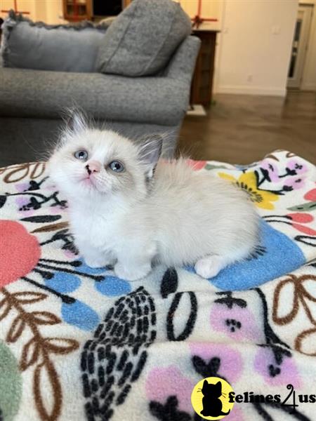 a munchkin cat sitting on a table
