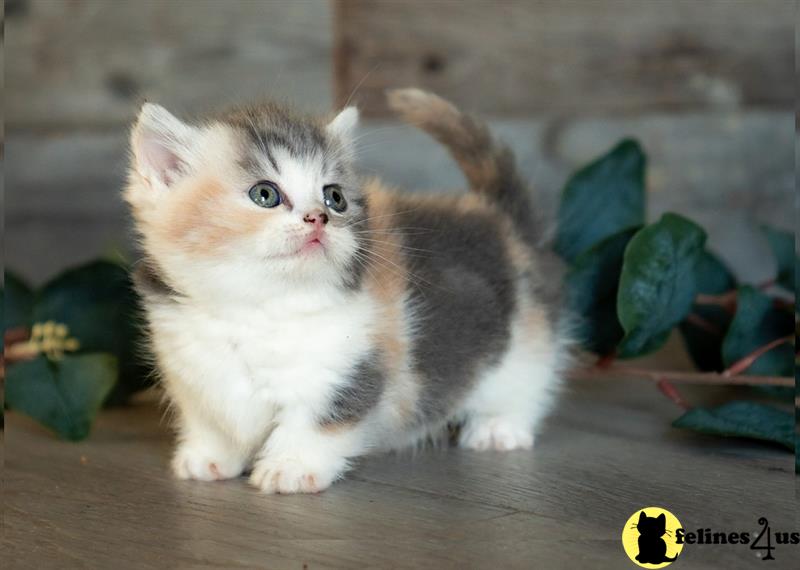 a munchkin kitten on a table