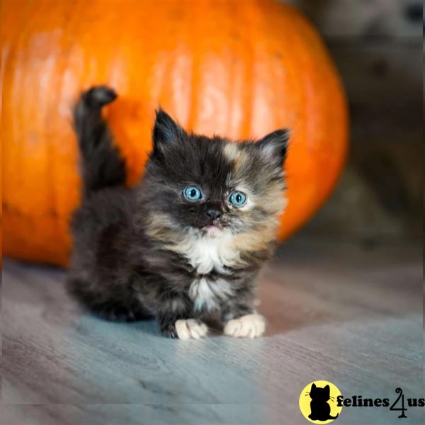 a group of munchkin munchkin kittens