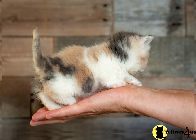 a munchkin kitten with a basket