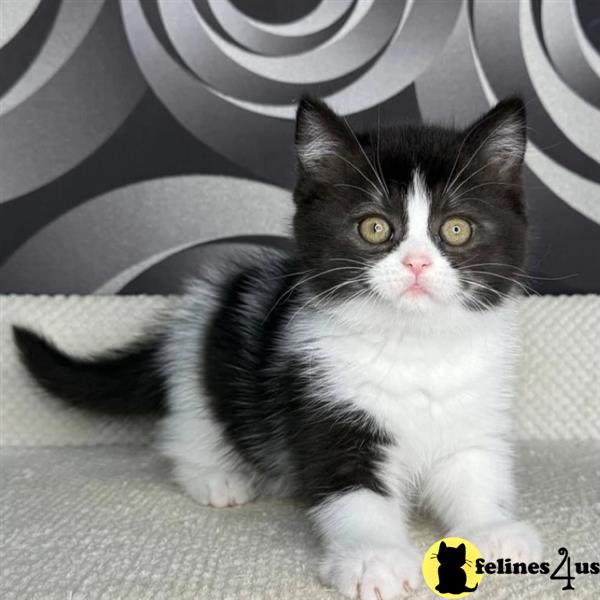 a british shorthair cat sitting on a blanket