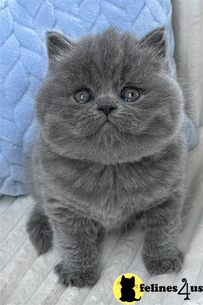 a british shorthair cat looking at the camera