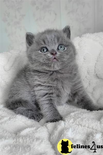 Error: Operation returned an invalid status code 429<br/>Stack Trace:    at Microsoft.Azure.CognitiveServices.Vision.ComputerVision.ComputerVisionClient.<DescribeImageInStreamWithHttpMessagesAsync>d__41.MoveNext()
--- End of stack trace from previous lobritish shorthair cation where exception was thrown ---
   at System.Runtime.ExceptionServices.ExceptionDispatchInfo.Throw()
   at System.Runtime.CompilerServices.TaskAwaiter.HandleNon