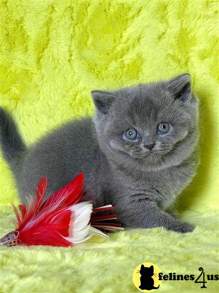 Error: Operation returned an invalid status code 429<br/>Stack Trace:    at Microsoft.Azure.CognitiveServices.Vision.ComputerVision.ComputerVisionClient.<DescribeImageInStreamWithHttpMessagesAsync>d__41.MoveNext()
--- End of stack trace from previous lobritish shorthair cation where exception was thrown ---
   at System.Runtime.ExceptionServices.ExceptionDispatchInfo.Throw()
   at System.Runtime.CompilerServices.TaskAwaiter.HandleNon