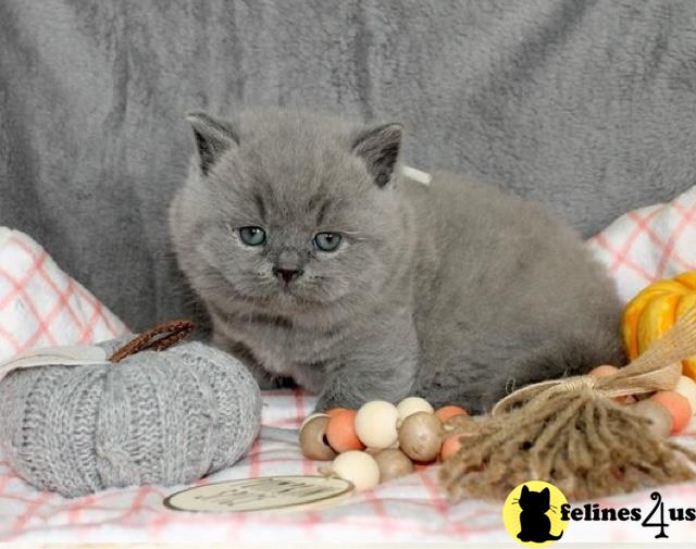 Error: Operation returned an invalid status code 429<br/>Stack Trace:    at Microsoft.Azure.CognitiveServices.Vision.ComputerVision.ComputerVisionClient.<DescribeImageInStreamWithHttpMessagesAsync>d__41.MoveNext()
--- End of stack trace from previous lobritish shorthair cation where exception was thrown ---
   at System.Runtime.ExceptionServices.ExceptionDispatchInfo.Throw()
   at System.Runtime.CompilerServices.TaskAwaiter.HandleNon