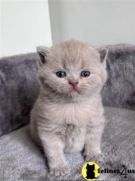 Error: Operation returned an invalid status code 429<br/>Stack Trace:    at Microsoft.Azure.CognitiveServices.Vision.ComputerVision.ComputerVisionClient.<DescribeImageInStreamWithHttpMessagesAsync>d__41.MoveNext()
--- End of stack trace from previous lobritish shorthair cation where exception was thrown ---
   at System.Runtime.ExceptionServices.ExceptionDispatchInfo.Throw()
   at System.Runtime.CompilerServices.TaskAwaiter.HandleNon