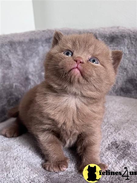 a grey british shorthair cat with a yellow flower