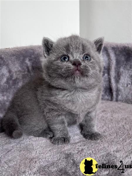 Error: Operation returned an invalid status code 429<br/>Stack Trace:    at Microsoft.Azure.CognitiveServices.Vision.ComputerVision.ComputerVisionClient.<DescribeImageInStreamWithHttpMessagesAsync>d__41.MoveNext()
--- End of stack trace from previous lobritish shorthair cation where exception was thrown ---
   at System.Runtime.ExceptionServices.ExceptionDispatchInfo.Throw()
   at System.Runtime.CompilerServices.TaskAwaiter.HandleNon