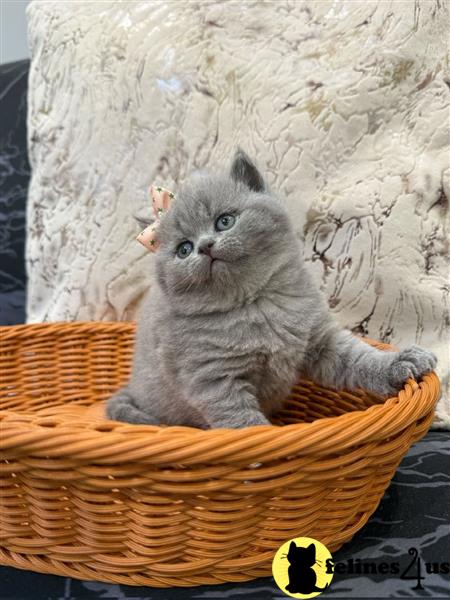 a british shorthair cat sitting next to a pumpkin