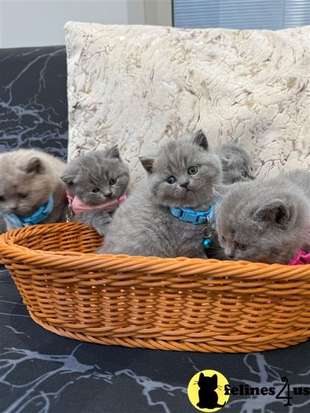 Error: Operation returned an invalid status code 429<br/>Stack Trace:    at Microsoft.Azure.CognitiveServices.Vision.ComputerVision.ComputerVisionClient.<DescribeImageInStreamWithHttpMessagesAsync>d__41.MoveNext()
--- End of stack trace from previous lobritish shorthair cation where exception was thrown ---
   at System.Runtime.ExceptionServices.ExceptionDispatchInfo.Throw()
   at System.Runtime.CompilerServices.TaskAwaiter.HandleNon