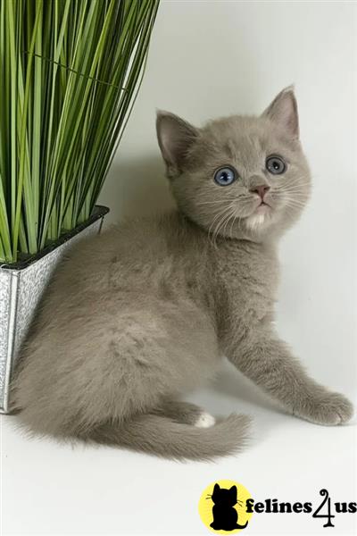a british shorthair kitten holding a watermelon
