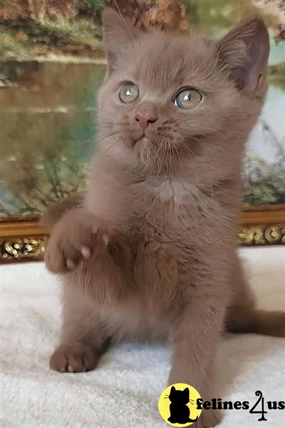 a british shorthair cat sitting on a blanket