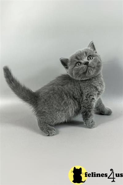 Error: Operation returned an invalid status code 429<br/>Stack Trace:    at Microsoft.Azure.CognitiveServices.Vision.ComputerVision.ComputerVisionClient.<DescribeImageInStreamWithHttpMessagesAsync>d__41.MoveNext()
--- End of stack trace from previous lobritish shorthair cation where exception was thrown ---
   at System.Runtime.ExceptionServices.ExceptionDispatchInfo.Throw()
   at System.Runtime.CompilerServices.TaskAwaiter.HandleNon