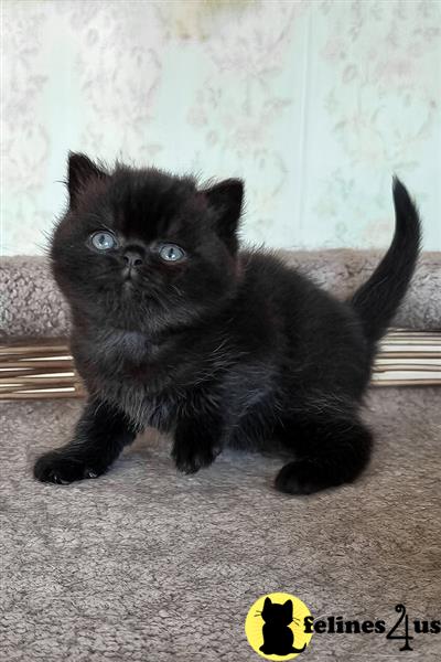 Error: Operation returned an invalid status code 429<br/>Stack Trace:    at Microsoft.Azure.CognitiveServices.Vision.ComputerVision.ComputerVisionClient.<DescribeImageInStreamWithHttpMessagesAsync>d__41.MoveNext()
--- End of stack trace from previous lobritish shorthair cation where exception was thrown ---
   at System.Runtime.ExceptionServices.ExceptionDispatchInfo.Throw()
   at System.Runtime.CompilerServices.TaskAwaiter.HandleNon