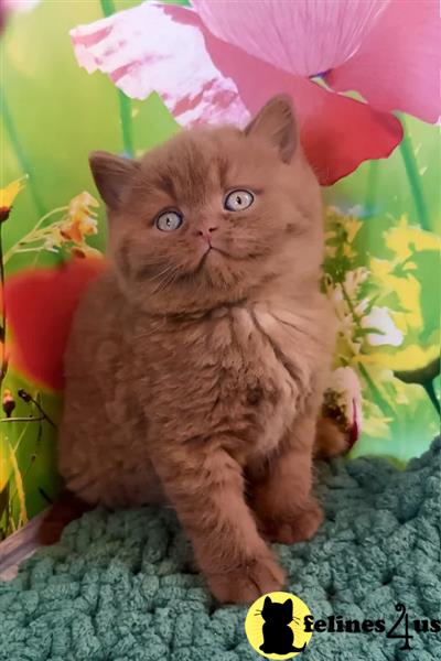 a group of white british shorthair cats