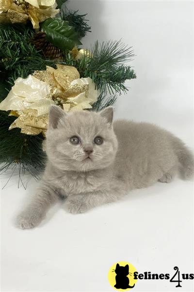 Error: Operation returned an invalid status code 429<br/>Stack Trace:    at Microsoft.Azure.CognitiveServices.Vision.ComputerVision.ComputerVisionClient.<DescribeImageInStreamWithHttpMessagesAsync>d__41.MoveNext()
--- End of stack trace from previous lobritish shorthair cation where exception was thrown ---
   at System.Runtime.ExceptionServices.ExceptionDispatchInfo.Throw()
   at System.Runtime.CompilerServices.TaskAwaiter.HandleNon