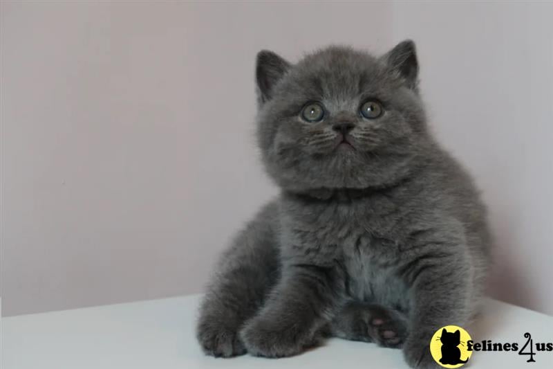 Error: Operation returned an invalid status code 429<br/>Stack Trace:    at Microsoft.Azure.CognitiveServices.Vision.ComputerVision.ComputerVisionClient.<DescribeImageInStreamWithHttpMessagesAsync>d__41.MoveNext()
--- End of stack trace from previous lobritish shorthair cation where exception was thrown ---
   at System.Runtime.ExceptionServices.ExceptionDispatchInfo.Throw()
   at System.Runtime.CompilerServices.TaskAwaiter.HandleNon