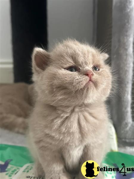 Error: Operation returned an invalid status code 429<br/>Stack Trace:    at Microsoft.Azure.CognitiveServices.Vision.ComputerVision.ComputerVisionClient.<DescribeImageInStreamWithHttpMessagesAsync>d__41.MoveNext()
--- End of stack trace from previous lobritish shorthair cation where exception was thrown ---
   at System.Runtime.ExceptionServices.ExceptionDispatchInfo.Throw()
   at System.Runtime.CompilerServices.TaskAwaiter.HandleNon