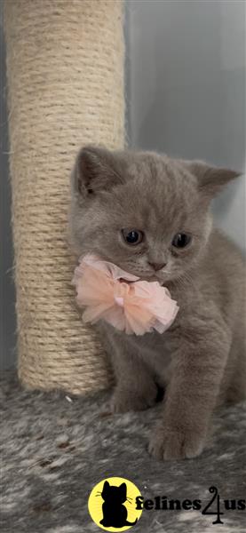 Error: Operation returned an invalid status code 429<br/>Stack Trace:    at Microsoft.Azure.CognitiveServices.Vision.ComputerVision.ComputerVisionClient.<DescribeImageInStreamWithHttpMessagesAsync>d__41.MoveNext()
--- End of stack trace from previous lobritish shorthair cation where exception was thrown ---
   at System.Runtime.ExceptionServices.ExceptionDispatchInfo.Throw()
   at System.Runtime.CompilerServices.TaskAwaiter.HandleNon