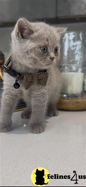 Error: Operation returned an invalid status code 429<br/>Stack Trace:    at Microsoft.Azure.CognitiveServices.Vision.ComputerVision.ComputerVisionClient.<DescribeImageInStreamWithHttpMessagesAsync>d__41.MoveNext()
--- End of stack trace from previous lobritish shorthair cation where exception was thrown ---
   at System.Runtime.ExceptionServices.ExceptionDispatchInfo.Throw()
   at System.Runtime.CompilerServices.TaskAwaiter.HandleNon