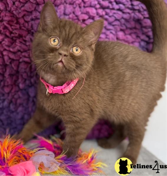 Error: Operation returned an invalid status code 429<br/>Stack Trace:    at Microsoft.Azure.CognitiveServices.Vision.ComputerVision.ComputerVisionClient.<DescribeImageInStreamWithHttpMessagesAsync>d__41.MoveNext()
--- End of stack trace from previous lobritish shorthair cation where exception was thrown ---
   at System.Runtime.ExceptionServices.ExceptionDispatchInfo.Throw()
   at System.Runtime.CompilerServices.TaskAwaiter.HandleNon