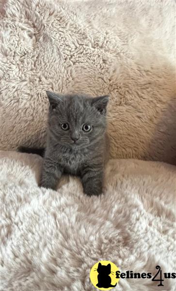 two british shorthair british shorthair kittens sitting on a blanket