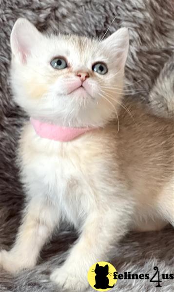 a group of british shorthair british shorthair kittens