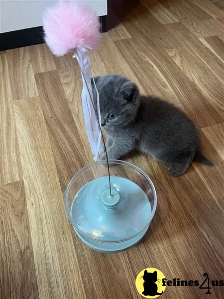 a british shorthair cat lying down