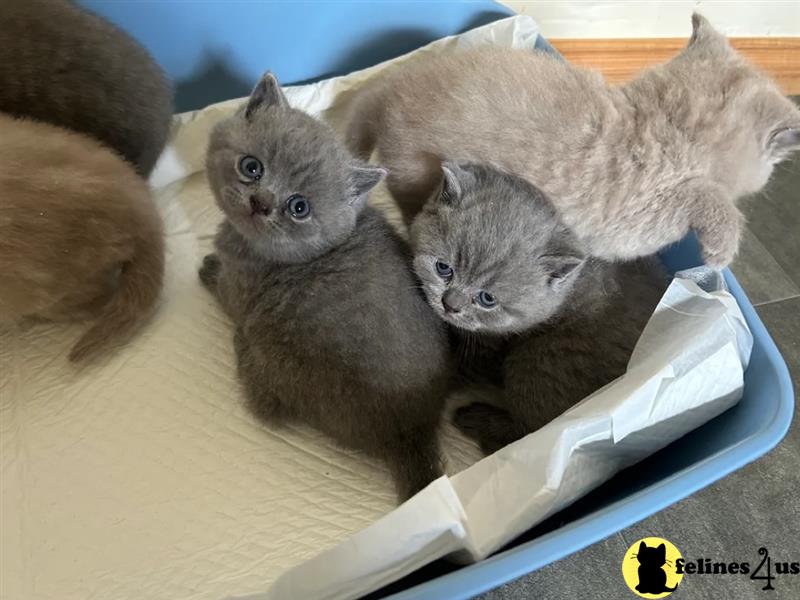 Error: Operation returned an invalid status code 429<br/>Stack Trace:    at Microsoft.Azure.CognitiveServices.Vision.ComputerVision.ComputerVisionClient.<DescribeImageInStreamWithHttpMessagesAsync>d__41.MoveNext()
--- End of stack trace from previous lobritish shorthair cation where exception was thrown ---
   at System.Runtime.ExceptionServices.ExceptionDispatchInfo.Throw()
   at System.Runtime.CompilerServices.TaskAwaiter.HandleNon