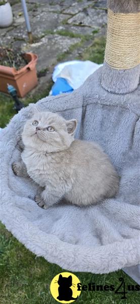 a grey british shorthair cat with a yellow flower