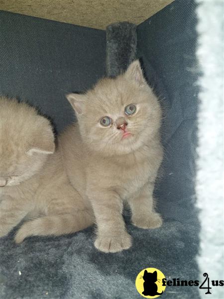 a british shorthair kitten with a blue background
