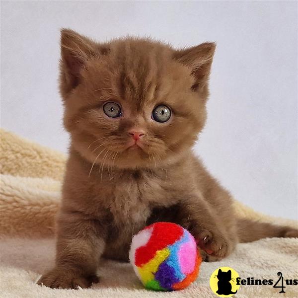 Error: Operation returned an invalid status code 429<br/>Stack Trace:    at Microsoft.Azure.CognitiveServices.Vision.ComputerVision.ComputerVisionClient.<DescribeImageInStreamWithHttpMessagesAsync>d__41.MoveNext()
--- End of stack trace from previous lobritish shorthair cation where exception was thrown ---
   at System.Runtime.ExceptionServices.ExceptionDispatchInfo.Throw()
   at System.Runtime.CompilerServices.TaskAwaiter.HandleNon