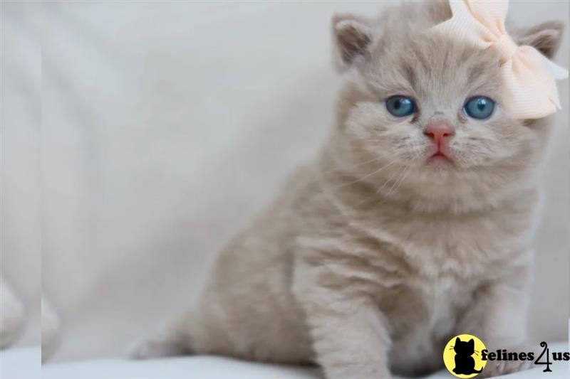 Error: Operation returned an invalid status code 429<br/>Stack Trace:    at Microsoft.Azure.CognitiveServices.Vision.ComputerVision.ComputerVisionClient.<DescribeImageInStreamWithHttpMessagesAsync>d__41.MoveNext()
--- End of stack trace from previous lobritish shorthair cation where exception was thrown ---
   at System.Runtime.ExceptionServices.ExceptionDispatchInfo.Throw()
   at System.Runtime.CompilerServices.TaskAwaiter.HandleNon